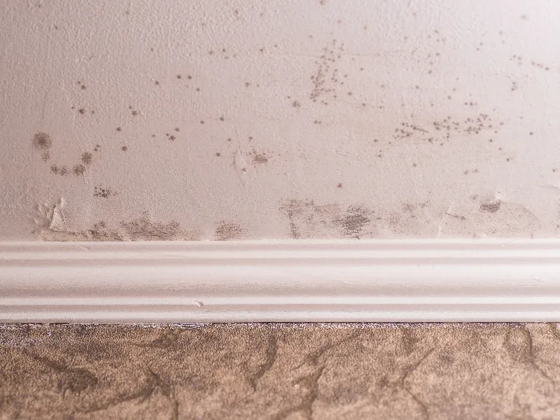Wall with black mold spots above white baseboard and brown carpet below.